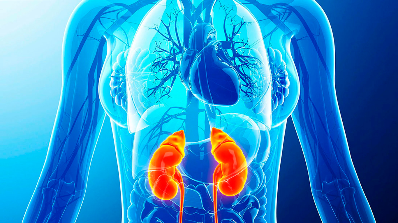 Como cuidar tus riñones